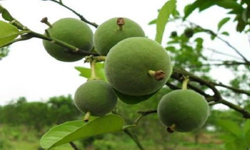 Quả “Hóa Trần Bì”, hay còn gọi là bưởi Hóa Châu