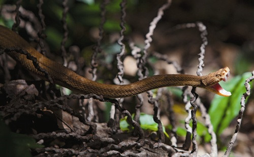 Do số lượng rắn trên đảo Ilha da Queimada Grande quá lớn nên hải quân Brazil đã cấm tất cả mọi người bước lên hòn đảo, trừ một số nhà khoa học tới đây thực hiện nghiên cứu, khảo sát.
