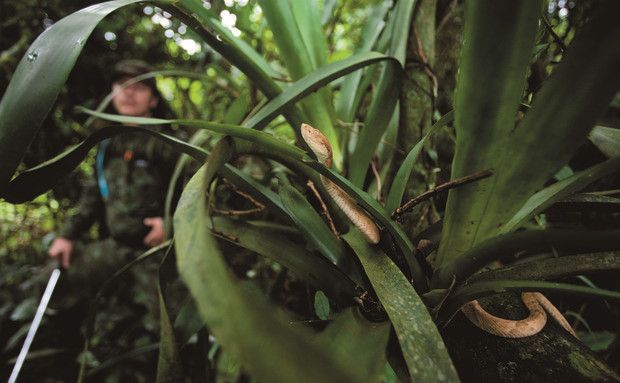 Là một trong những địa điểm cấm dân thường đặt chân đến, đảo Ilha da Queimada Grande hay còn gọi là Đảo Rắn nằm cách bờ biển bang Sao Paulo, Brazil khoảng 35 km.