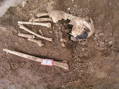 Các chuyên gia cũng phát hiện vị trí ngôi mộ của Lady Xia nằm cách môi trường sống gần nhất của loài vượn tới 1.200 km.