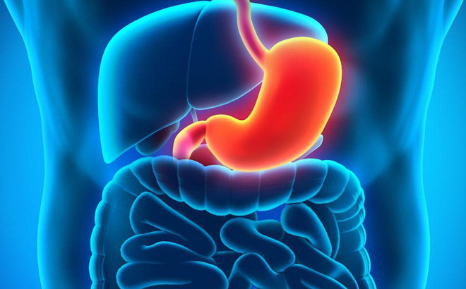 7. Con người có thể tồn tại mà không có một vài bộ phận như: dạ dày, ruột thừa, túi mật, lá lách hoặc các cơ quan sinh sản.