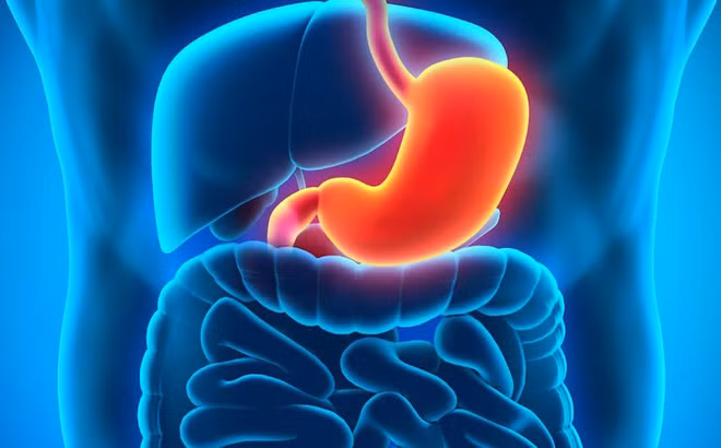 7. Con người có thể tồn tại mà không có một vài bộ phận như: dạ dày, ruột thừa, túi mật, lá lách hoặc các cơ quan sinh sản.