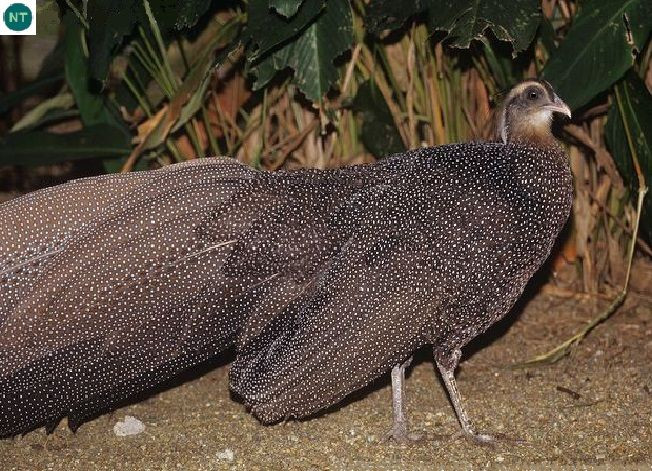 Ngoài vẻ đẹp huyền bí và kiêu hãnh, tập tính sinh sản của loài chim trĩ này cũng khá đặc biệt. Chim trống cất tiếng gáy gọi bạn tình từ tháng 3 - 6 hàng năm. Tiếng gáy rất to, vang xa và cất lên từng chập.