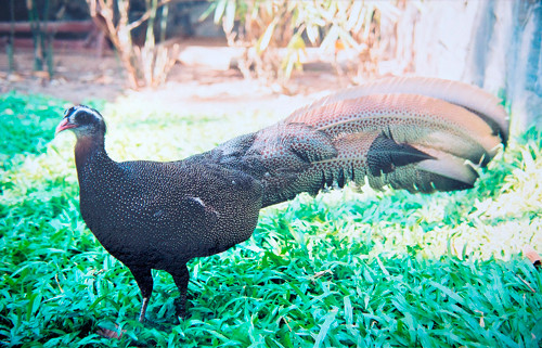 Ngoài các mối đe dọa hiện tại; trong tương lai, trĩ sao có thể đối mặt với một số các mối đe dọa khác như phát triển cơ sở hạ tầng, phát triển du lịch sinh thái không bền vững cũng như biến đổi khí hậu. Hiện loài này có mặt trong Sách đỏ.