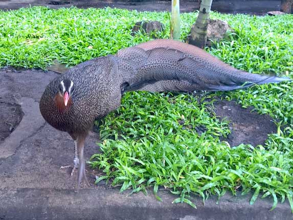 Môi trường sống của trĩ sao thường là rừng rậm thường xanh, trên các đỉnh và sườn đồi có độ dốc khác nhau và độ cao từ 100 – 1000m, phổ biến từ 100 – 700m. Ở những nơi có trĩ sao sinh sống thường có thể nghe tiếng kêu từ xa.