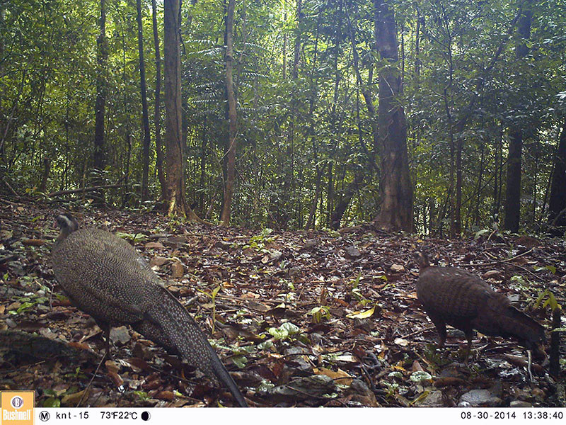 Biểu tượng của Thảo Cầm Viên Sài Gòn chính là trĩ sao vì đây là vườn thú đầu tiên ấp nở thành công loài chim trĩ sao quý hiếm trong môi trường nuôi nhốt. 