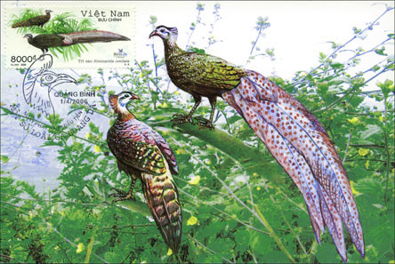 Ngoài điều kiện tự nhiên, hiện nay, một số cá thể trĩ sao đang được nuôi tại Thảo Cầm Viên Sài Gòn.