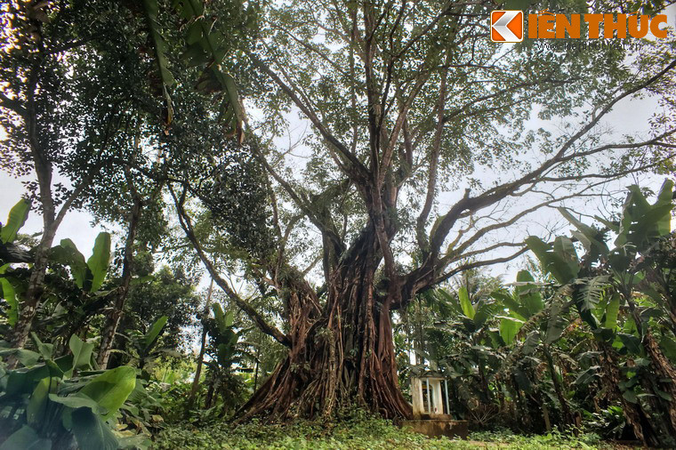 Theo các thư tịch của làng, cây đã được tiền nhân trồng từ trước thời vua Lê Hiển Tông (1740 -1786), đến nay tuổi đời đã trên dưới 3 thế kỷ.