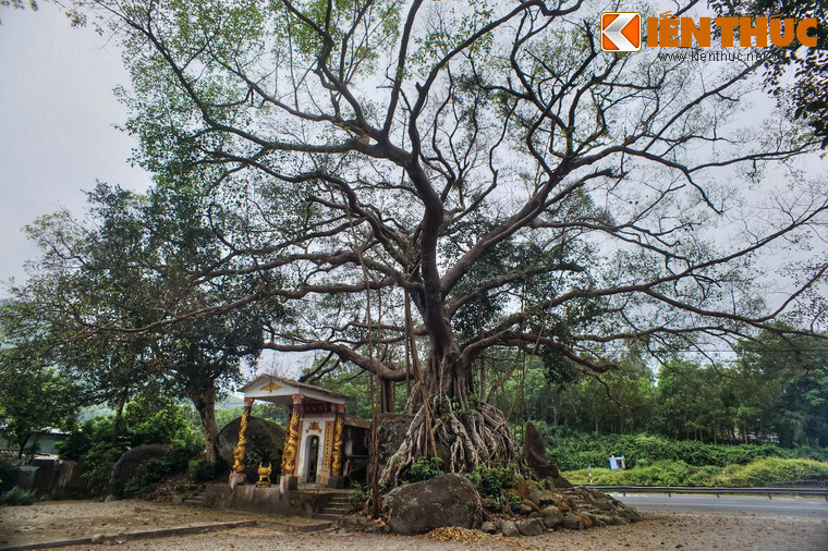 Cây có chiều cao khoảng 20m, tán xum xuê, diện tích rộng gần 400m2.