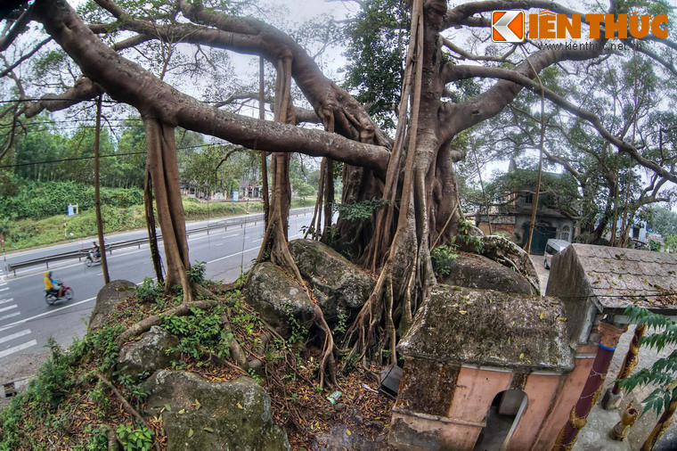 Các rễ chính và rễ phụ ôm gọn vào sáu phiến đá lớn kết thành khối có chu vi gần 30m.