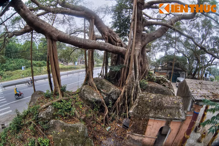 Các rễ chính và rễ phụ ôm gọn vào sáu phiến đá lớn kết thành khối có chu vi gần 30m.