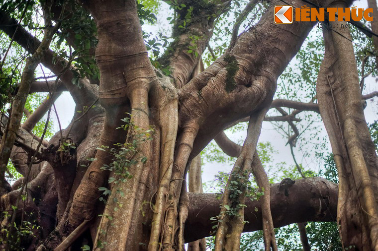 Trong thời kì chiến tranh, cây đa Đá Bạc nằm trong khu vực Ngã ba Ràng Bò, một trọng điểm giao thông thường xuyên chịu sự đánh phá ác liệt của địch.