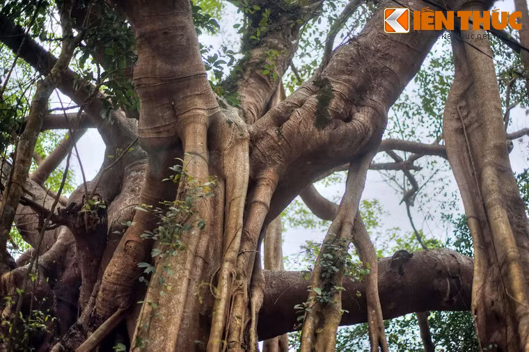 Trong thời kì chiến tranh, cây đa Đá Bạc nằm trong khu vực Ngã ba Ràng Bò, một trọng điểm giao thông thường xuyên chịu sự đánh phá ác liệt của địch.