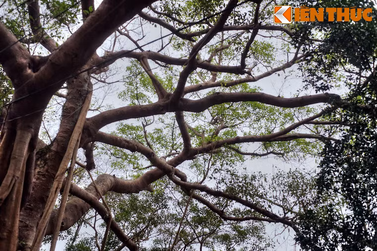 Người dân trong vùng không ai biết cây đa Đá Bạc có từ bao giờ, nhưng theo khảo sát của các chuyên gia, cây có tuổi đời khoảng 300 năm.