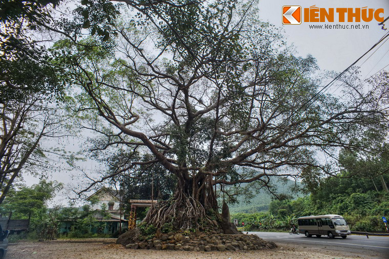 Do nằm sát đường Quốc lộ 1, cây đa lịch sử này đã trở thành một địa điểm nghỉ chân lí tưởng của du khách gần xa.