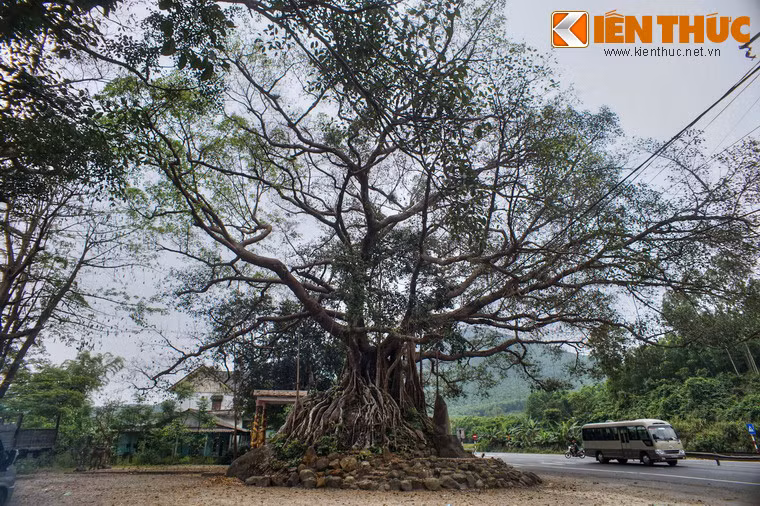 Do nằm sát đường Quốc lộ 1, cây đa lịch sử này đã trở thành một địa điểm nghỉ chân lí tưởng của du khách gần xa.