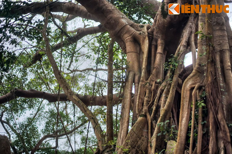 Dù vậy, trải qua bao tháng năm khói lửa, cây vẫn đứng vững, tỏa bóng xanh mát đến ngày nay.