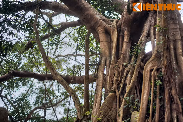 Dù vậy, trải qua bao tháng năm khói lửa, cây vẫn đứng vững, tỏa bóng xanh mát đến ngày nay.