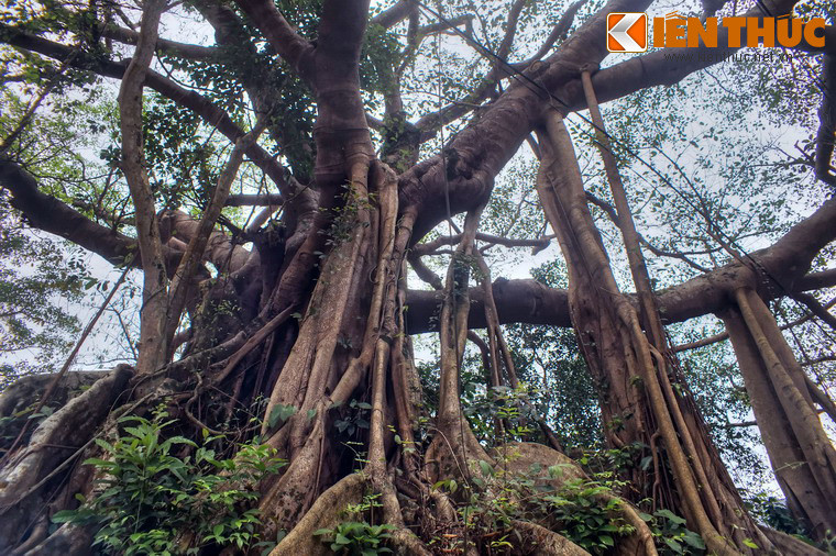 Cây có dáng đứng kì vĩ, quanh năm tươi tốt, phủ bóng mát cả một vùng rộng lớn.