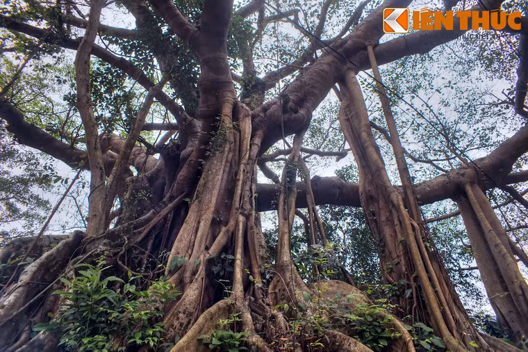 Cây có dáng đứng kì vĩ, quanh năm tươi tốt, phủ bóng mát cả một vùng rộng lớn.