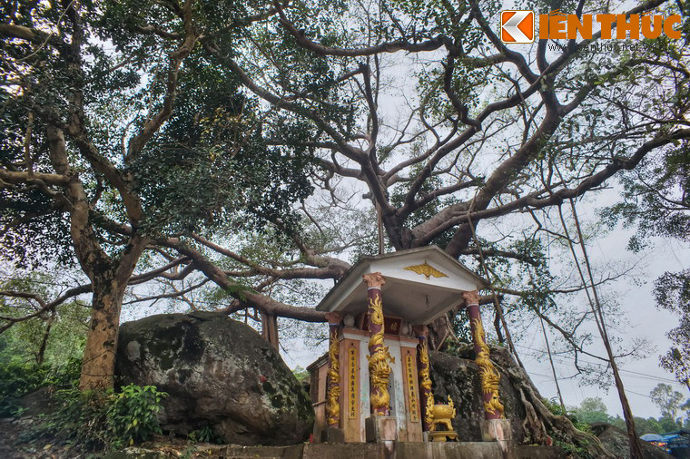 Dưới gốc cây đa cổ thụ có miếu thờ Bà Thủy do ngư dân làng Đá Bạc lập 120 năm trước để cầu cho mưa thuận gió hòa, được mùa tôm cá.