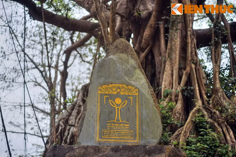 Với tuổi đời và vẻ đẹp hiếm có của mình, vào năm 2016 cây đa Đá Bạc đã được công nhận là cây di sản Việt Nam.