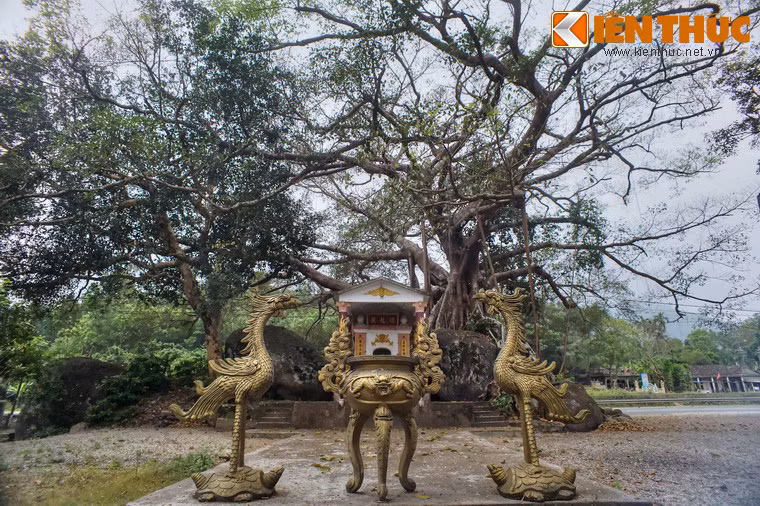 Đặc biệt, đây là một cây đa rất thiêng theo quan niệm của người dân địa phương.