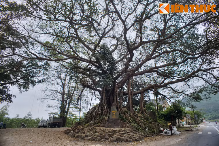 Một số hình ảnh khác về cây đa Đá Bạc.