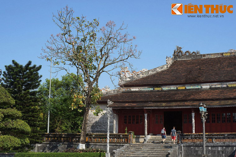 Ở Kinh thành Huế xưa kia, ngô đồng được coi là loài cây của cung đình, chỉ được trồng trong Hoàng thành và ở các lăng vua nhà Nguyễn.