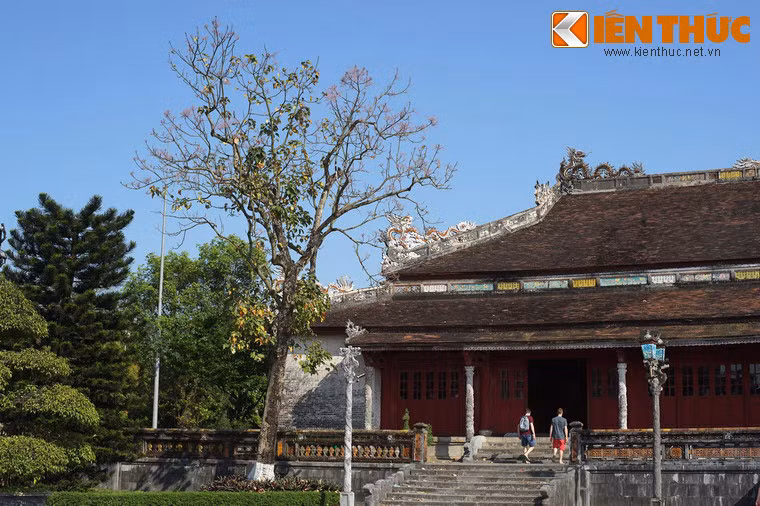 Ở Kinh thành Huế xưa kia, ngô đồng được coi là loài cây của cung đình, chỉ được trồng trong Hoàng thành và ở các lăng vua nhà Nguyễn.