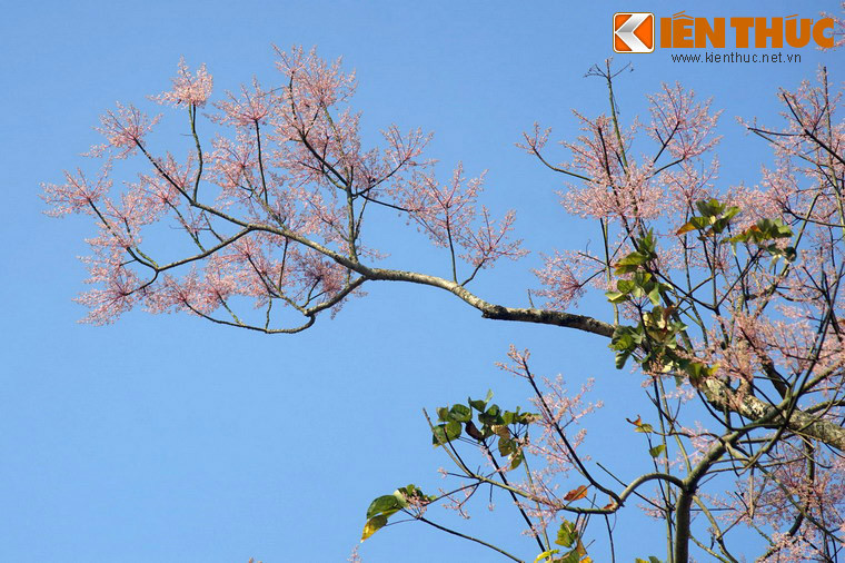 Nếu có dịp đến với xứ Huế vào mùa xuân, du khách không nên bỏ lỡ cơ hội chiêm ngưỡng loài hoa tuyệt đẹp này ở Hoàng thành.