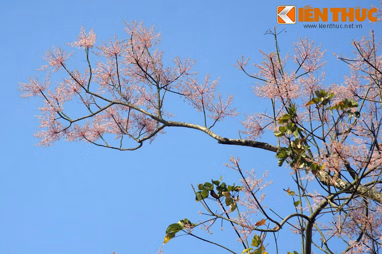 Nếu có dịp đến với xứ Huế vào mùa xuân, du khách không nên bỏ lỡ cơ hội chiêm ngưỡng loài hoa tuyệt đẹp này ở Hoàng thành.