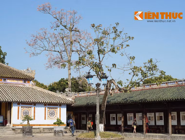 Những cây ngô đồng này được có tuổi từ vài ba chục năm trở lại đây, được trồng để thay thế những cây ngô đồng cổ xưa đã mất dần theo thời gian.