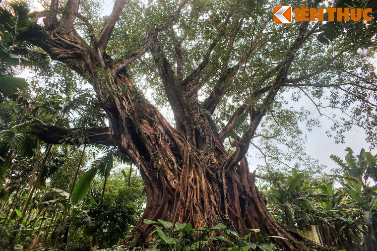 Theo đo đạc, cây đa đình Lâm Sơn cao 25 mét, tán rộng 1.000 mét, che bóng cả một vùng rộng lớn.