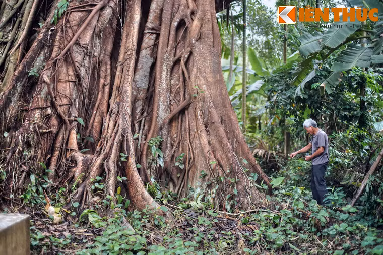 Đặc biệt, cây có chu vi gốc 20 mét, đường kính thân 6,8 mét, cả chục người ôm không xuể.