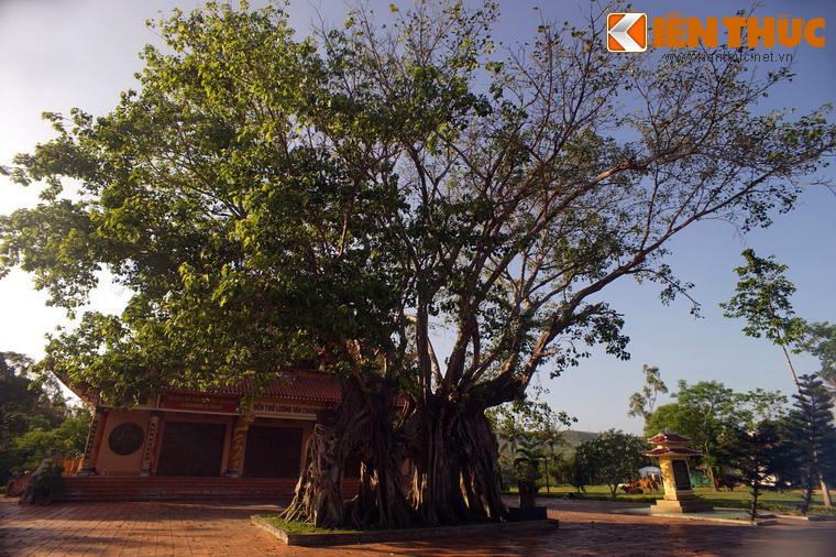 Phía trước chính điện đền thờ Lương Văn Chánh ở xã Hòa Trị, huyện Phú Hòa, tỉnh Phú Yên có một cây bồ đề cổ thụ hình dáng độc đáo bậc nhất Việt Nam.