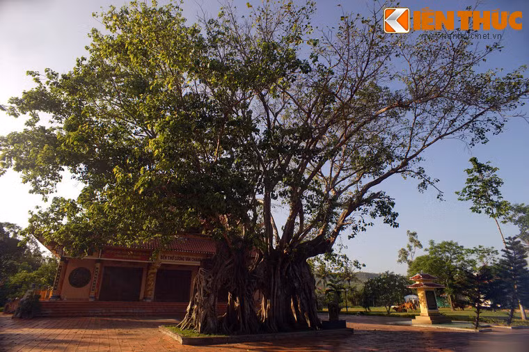 Phía trước chính điện đền thờ Lương Văn Chánh ở xã Hòa Trị, huyện Phú Hòa, tỉnh Phú Yên có một cây bồ đề cổ thụ hình dáng độc đáo bậc nhất Việt Nam.