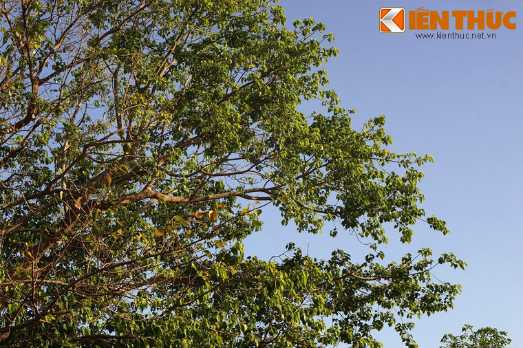 Tán cây xanh tốt và rất rộng, che mát cả một khoảng sân đền.