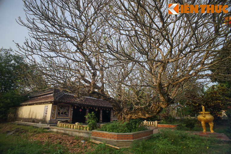 Sân trước chính điện có cây sứ cổ trên dưới 200 năm tuổi.