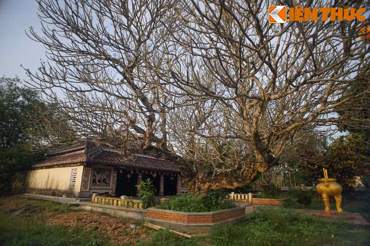 Sân trước chính điện có cây sứ cổ trên dưới 200 năm tuổi.