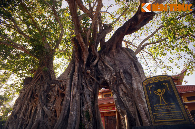 Vào năm 2014, cây cổ thụ độc đáo này đã được công nhận là Cây Di sản Việt Nam.