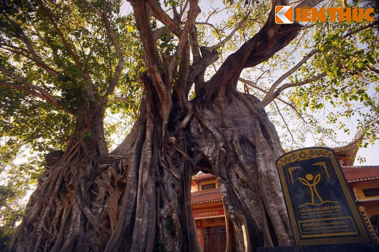 Vào năm 2014, cây cổ thụ độc đáo này đã được công nhận là Cây Di sản Việt Nam.