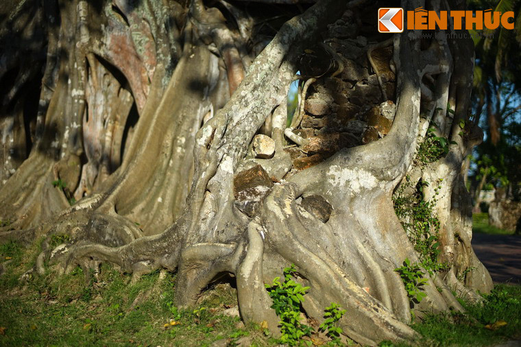 Theo thời gian, cây bồ đề ngày càng lớn, mọc trùm lên bức tường với ba vòm cổng. Vào năm 2014, cây cổ thụ độc đáo này đã được công nhận là Cây Di sản Việt Nam.