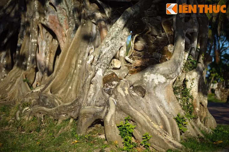 Theo thời gian, cây bồ đề ngày càng lớn, mọc trùm lên bức tường với ba vòm cổng. Vào năm 2014, cây cổ thụ độc đáo này đã được công nhận là Cây Di sản Việt Nam.