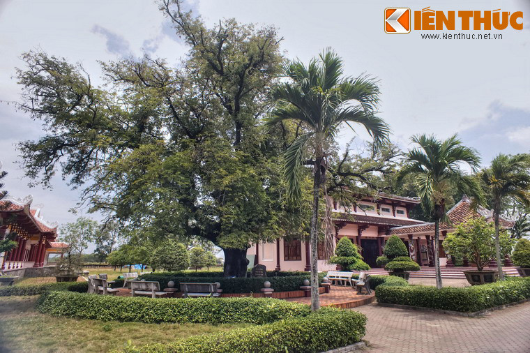 Ở sân đền thờ Tây Sơn Tam Kiệt trong khuôn viên Bảo tàng Quang Trung (thị trấn Phú Phong, huyện Tây Sơn, tỉnh Bình Định) có một cây me cổ thụ với lai lịch rất đặc biệt.