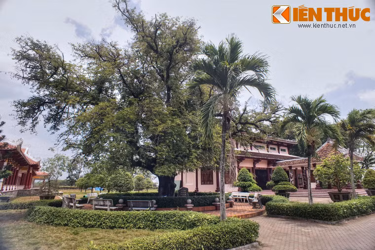 Ở sân đền thờ Tây Sơn Tam Kiệt trong khuôn viên Bảo tàng Quang Trung (thị trấn Phú Phong, huyện Tây Sơn, tỉnh Bình Định) có một cây me cổ thụ với lai lịch rất đặc biệt.