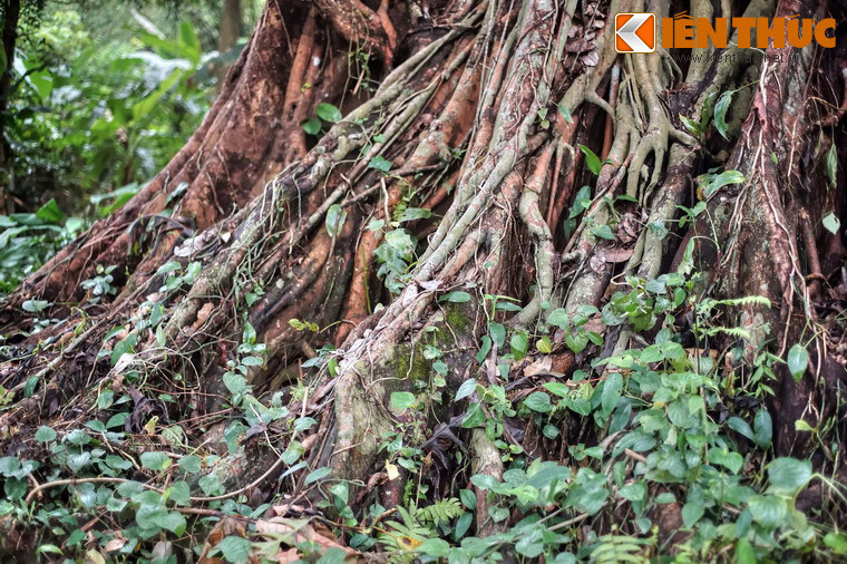 Thân cây gân guốc, hằn dấu ấn thời gian.