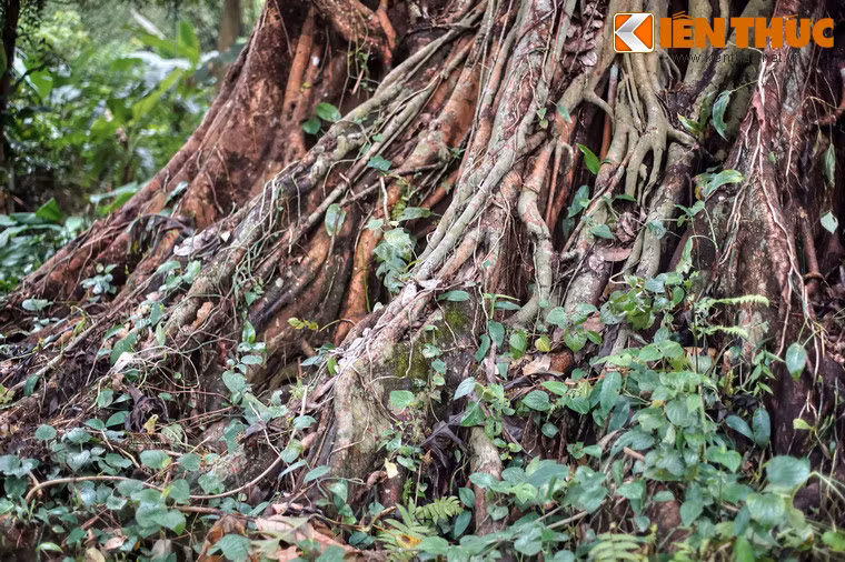 Thân cây gân guốc, hằn dấu ấn thời gian.