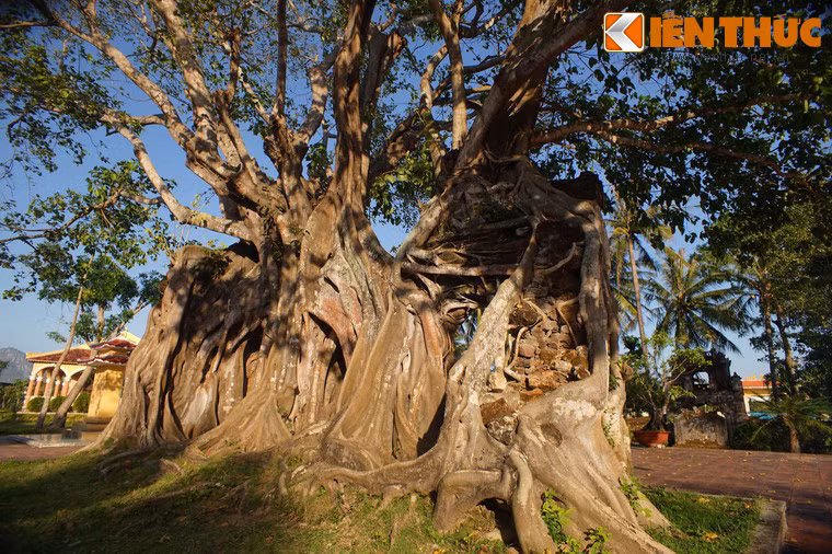 Theo đo đạc, thân cây có chu vi 12 mét, đường kính 3,8 mét, chiều cao 21 mét.