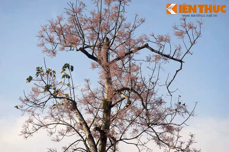 Những điều này cho thấy vua Minh Mạng hết sức trân quý cây ngô đồng, và ông chính là người đưa loài cây này đến với Cố đô Huế.